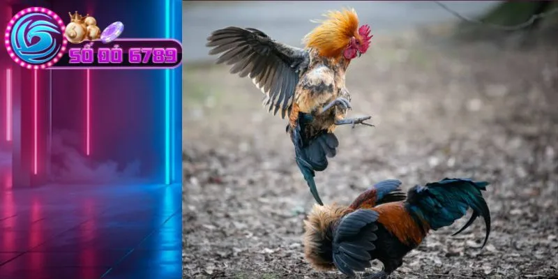 Cách chơi đá gà Thomo thu hút người chơi quan tâm Cách chơi đá gà Thomo thu hút người chơi quan tâm