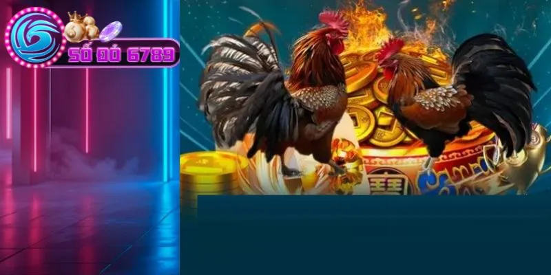 Chú ý quản lý vốn khi chơi đá gà Chú ý quản lý vốn khi chơi đá gà
