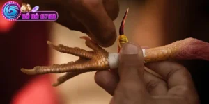 Đá gà cựa sắt Sodo6789 là gì