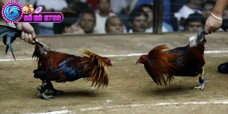 Đá gà cựa sắt là gì? Đá gà cựa sắt là gì?