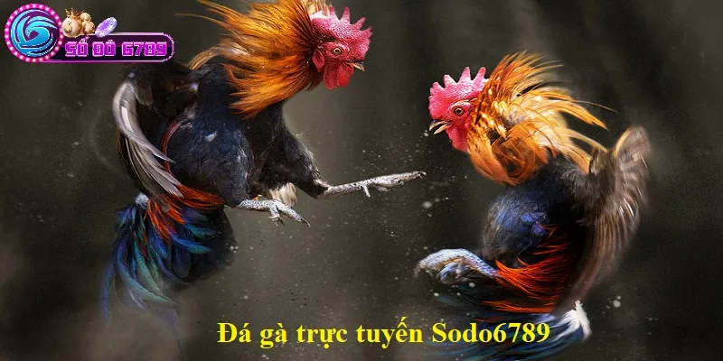 Đá gà trực tuyến Sodo6789 Đá gà trực tuyến Sodo6789