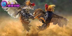 Hướng dẫn xem tướng gà Sodo6789