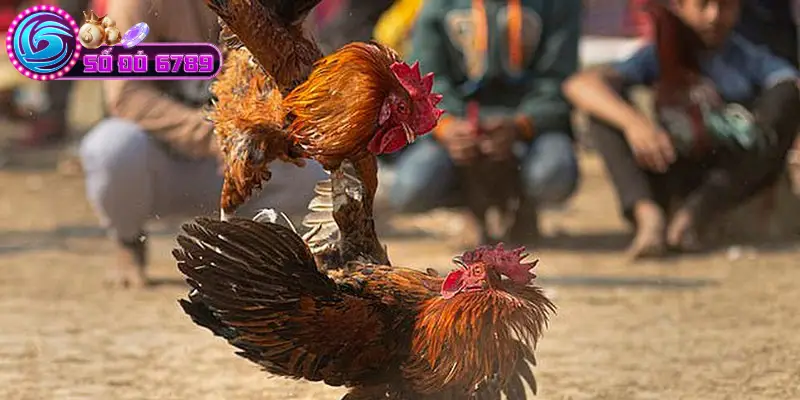 Mẹo cá cược đá gà cựa sắt hiệu quả Mẹo cá cược đá gà cựa sắt hiệu quả