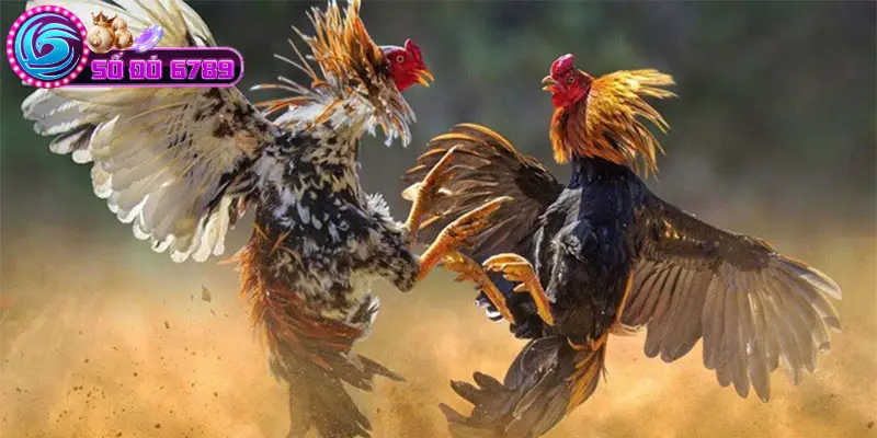 Mẹo chọn gà cựa sắt khỏe, hiếu chiến Mẹo chọn gà cựa sắt khỏe, hiếu chiến